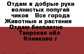 Отдам в добрые руки волнистых попугай.чиков - Все города Животные и растения » Отдам бесплатно   . Тверская обл.,Конаково г.